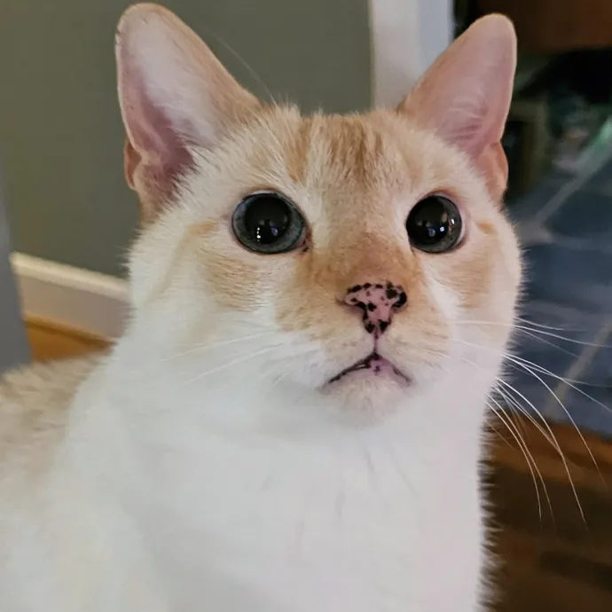Meow Moments With Sara