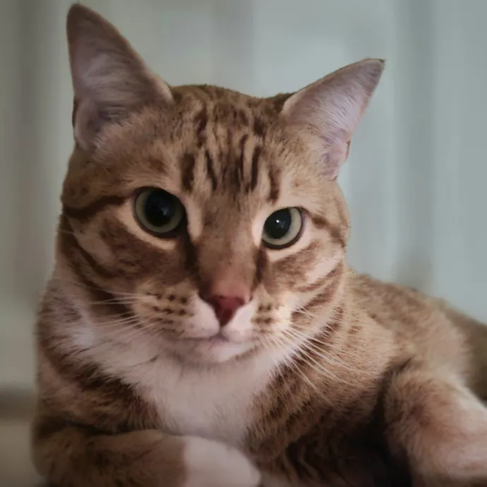 Meow Moments With Sara