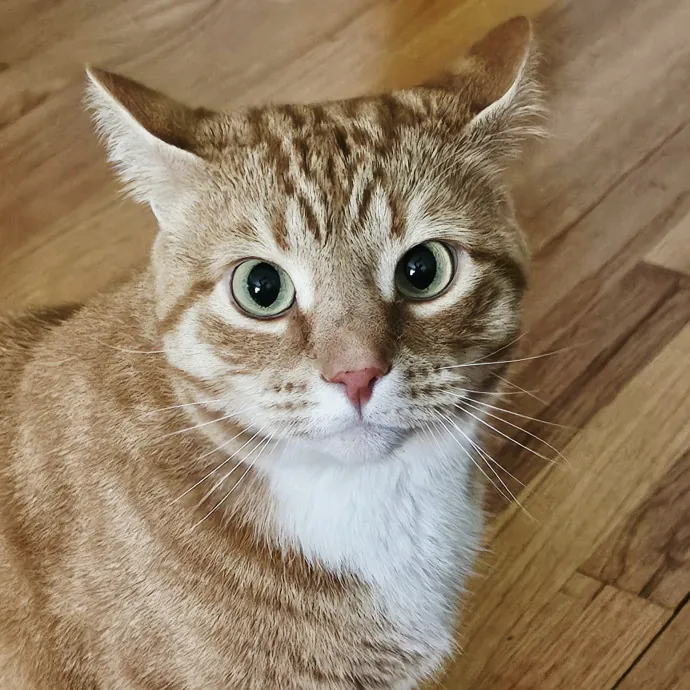 Meow Moments With Sara