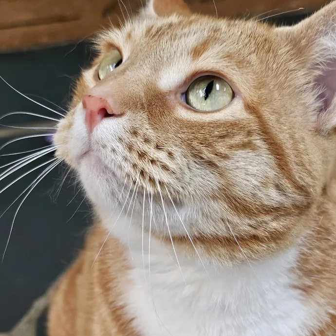 Meow Moments With Sara