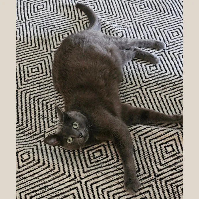 Meow Moments With Sara