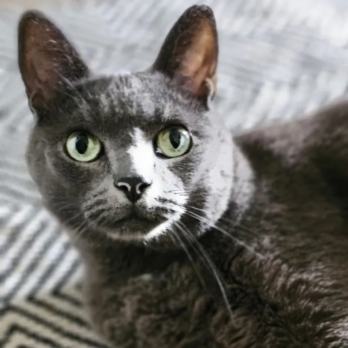 Meow Moments With Sara