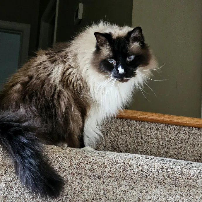 Meow Moments With Sara