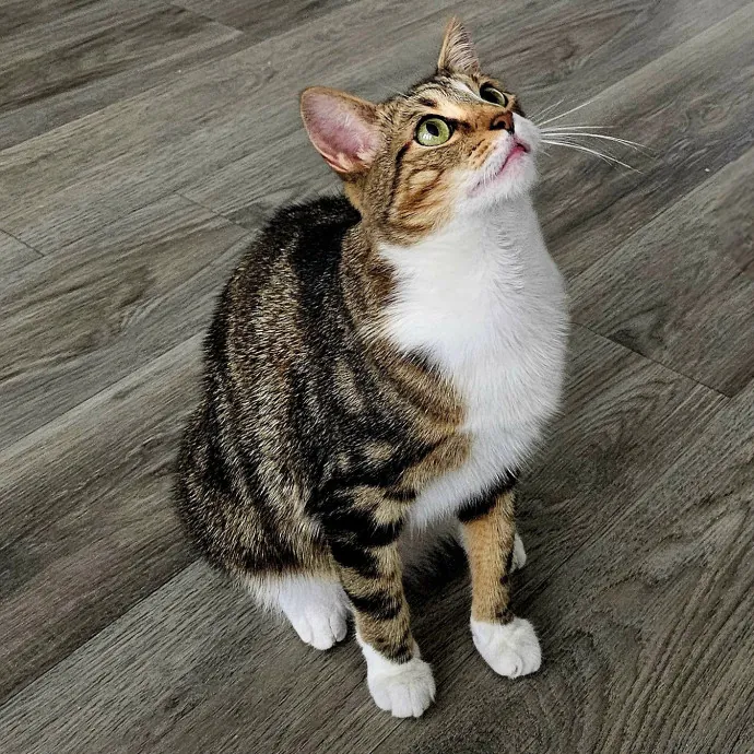 Meow Moments With Sara