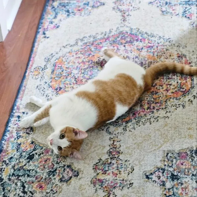 Meow Moments With Sara