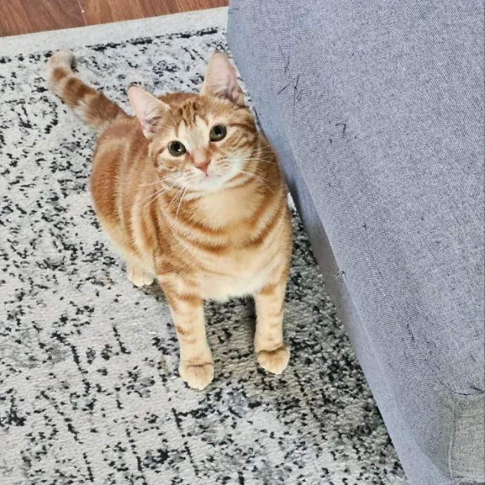 Meow Moments With Sara