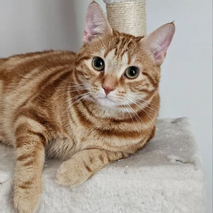 Meow Moments With Sara