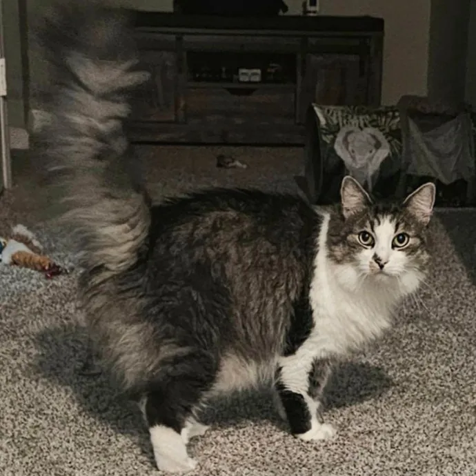 Meow Moments With Sara