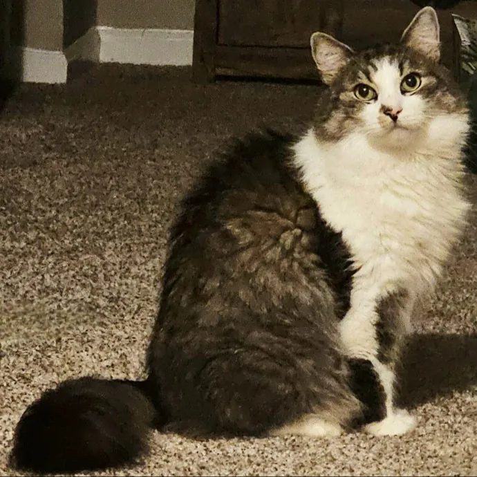 Meow Moments With Sara