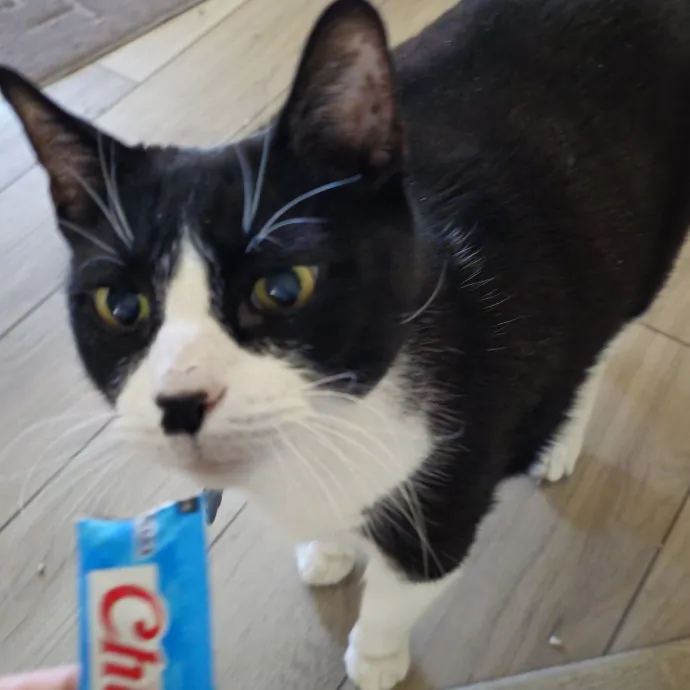 Meow Moments With Sara