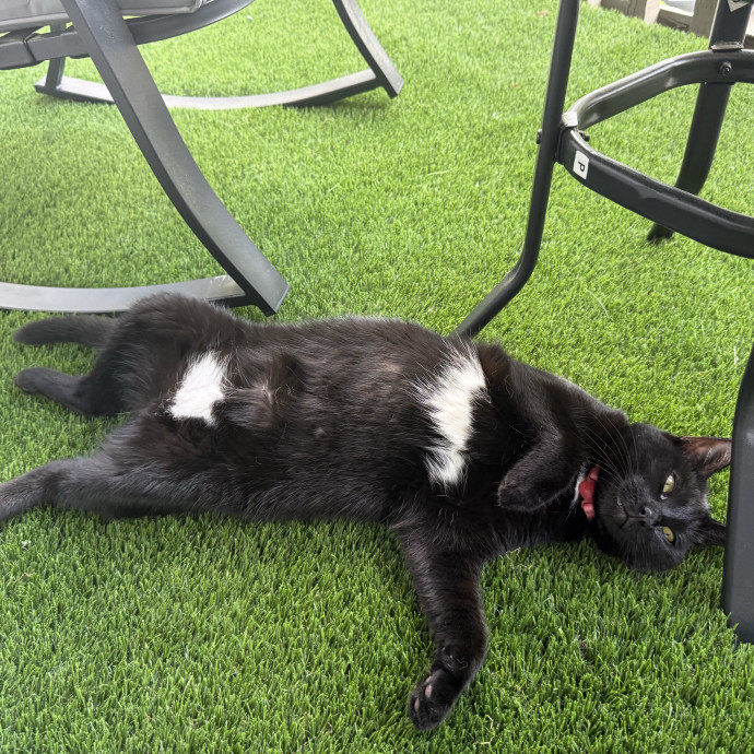 You're Purr-Fessional Cat Sitter