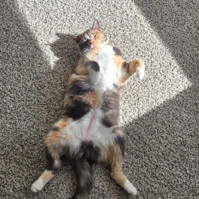 You're Purr-Fessional Cat Sitter
