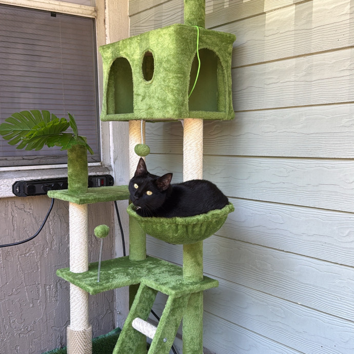You're Purr-Fessional Cat Sitter