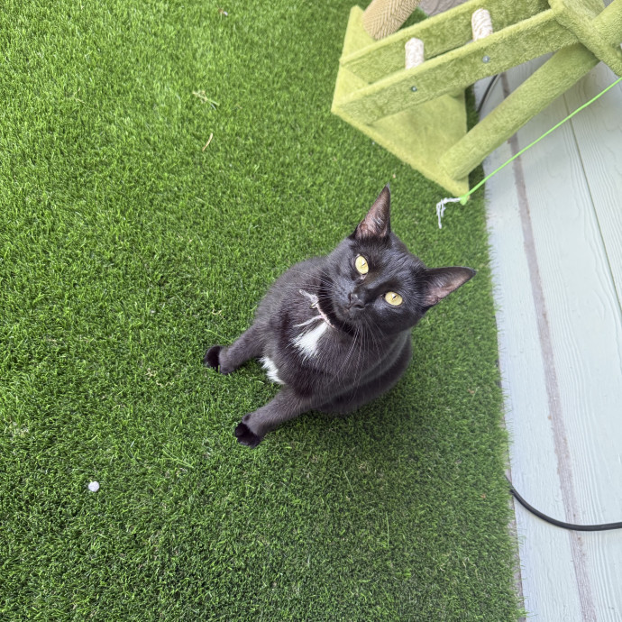 You're Purr-Fessional Cat Sitter photo 3