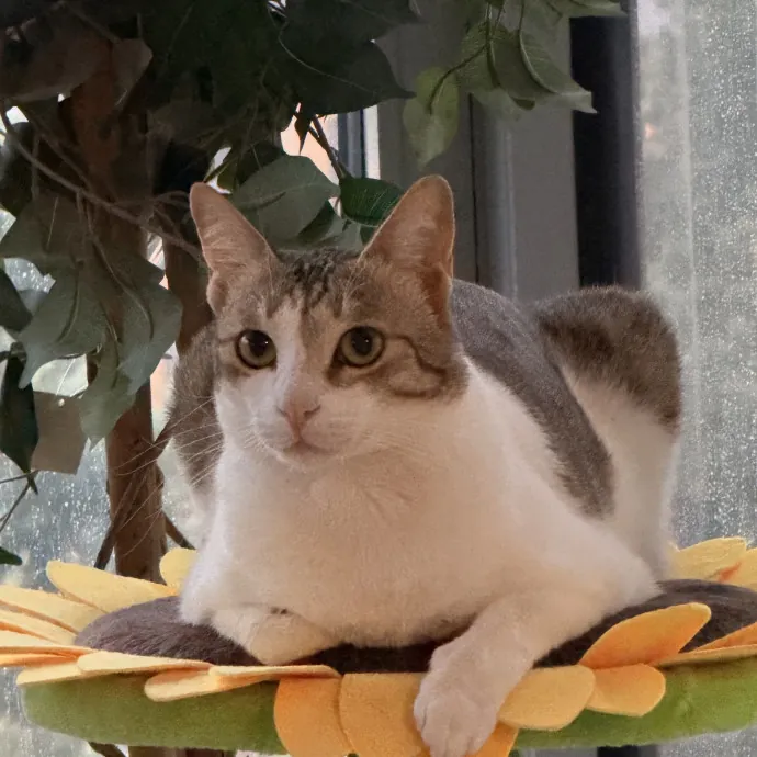 Cat Mom Who Treats Yours Like My Own