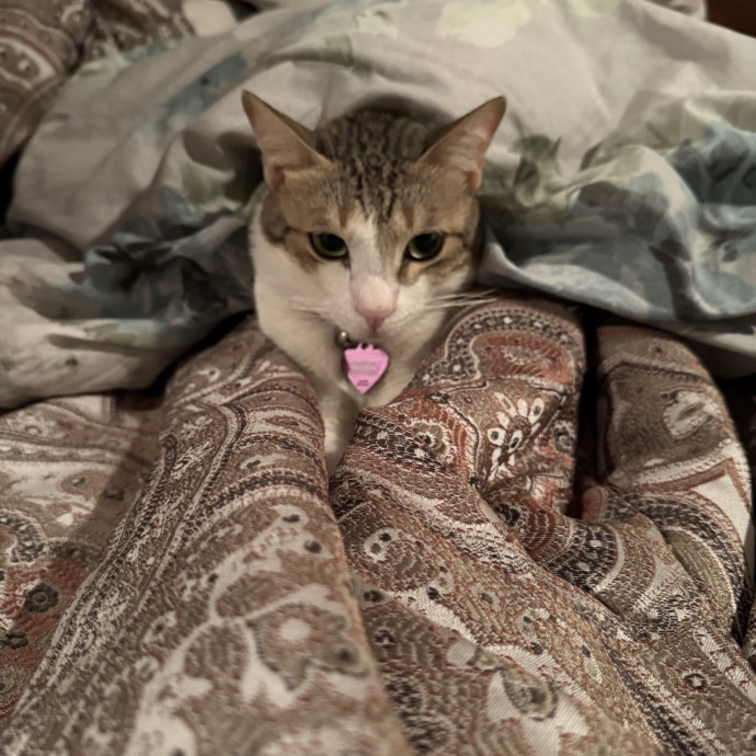 Cat Mom Who Treats Yours Like My Own