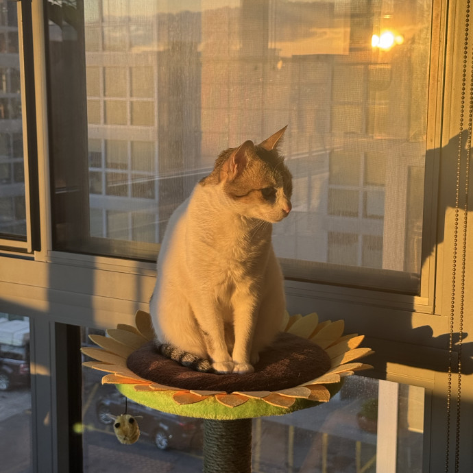 Cat Mom Who Treats Yours Like My Own