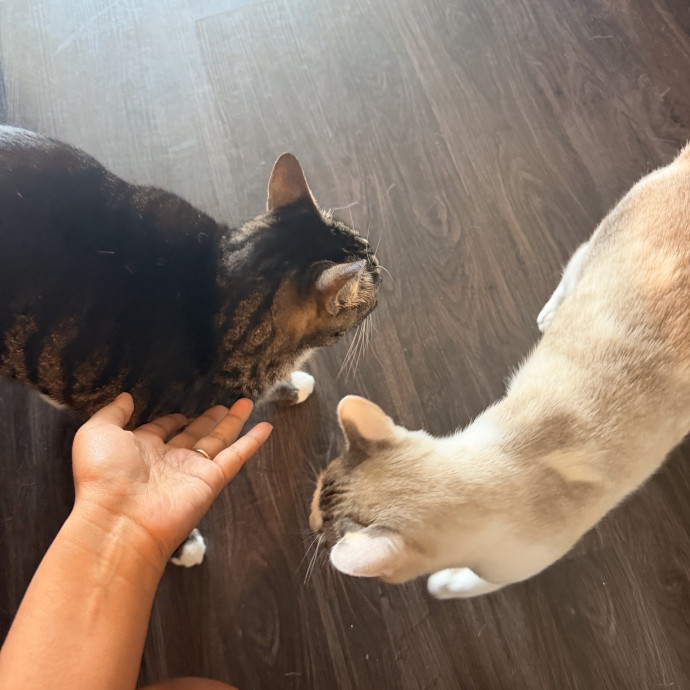 Cat Mom Who Treats Yours Like My Own