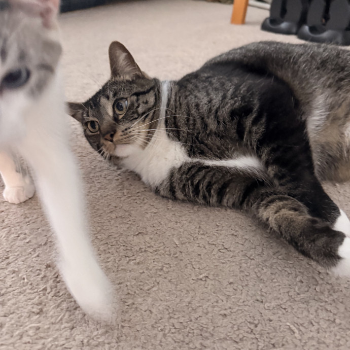 Cat Mom Who Treats Yours Like My Own