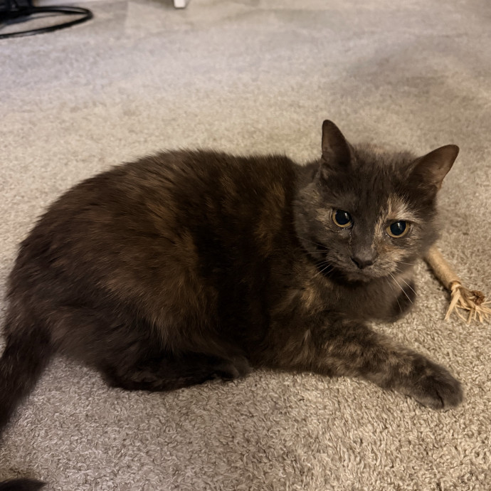 Cat Mom Who Treats Yours Like My Own