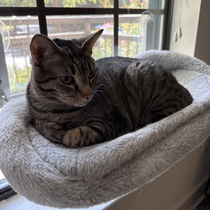 Sarah - Cat Lover