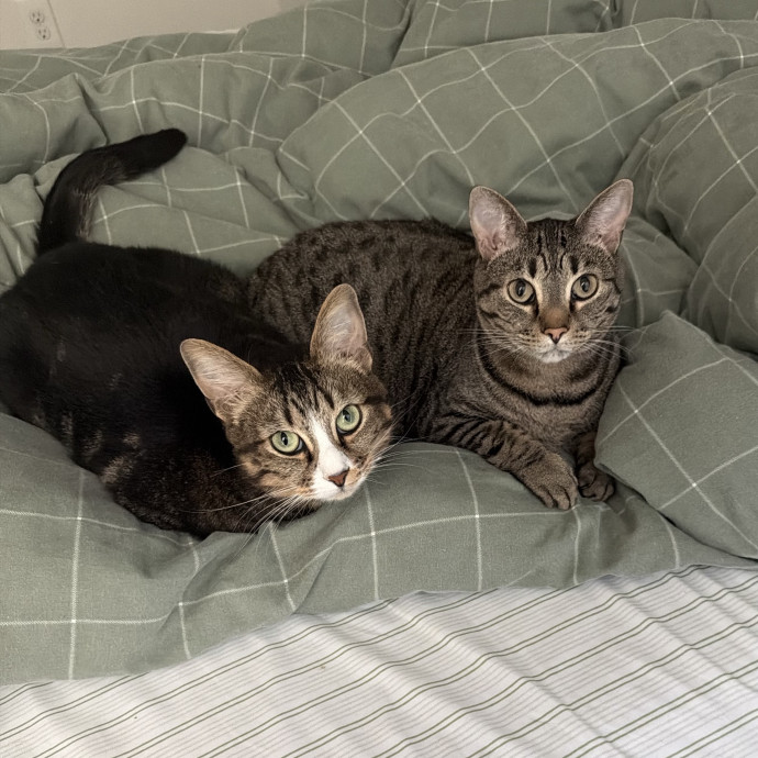 Sarah - Cat Lover