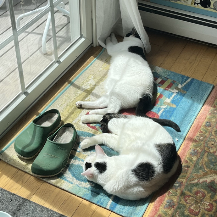 Cat Sitting With Sarah