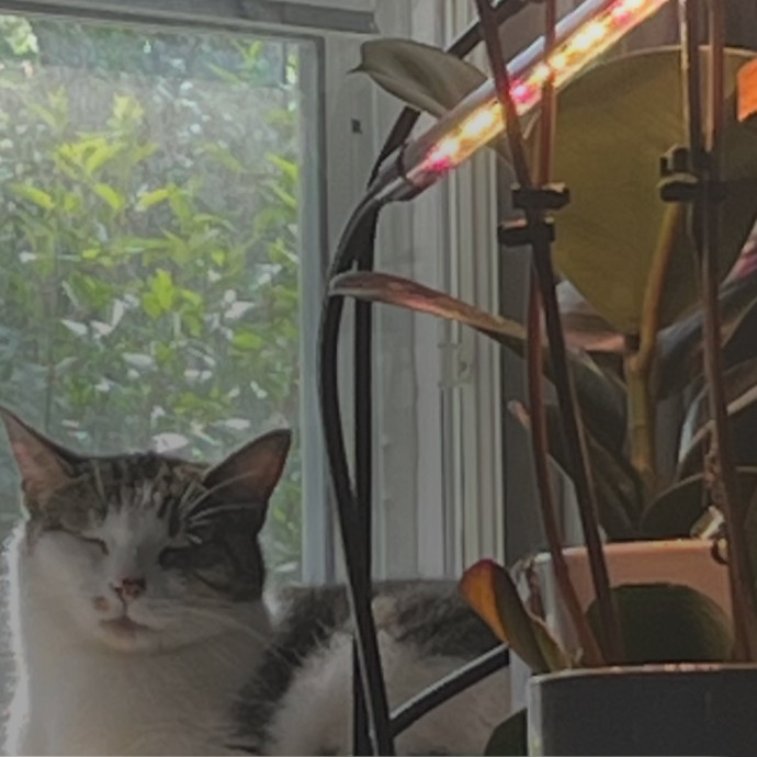 Cat Sitting With Sarah