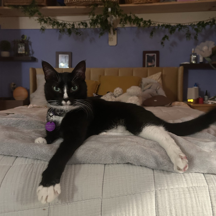 Dedicated Cat Sitter  Advocate photo 3
