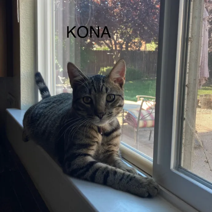 Jen's Cat Care-Lincoln Roseville  Rocklin
