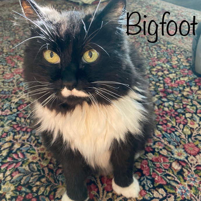 Jen's Cat Care-Lincoln Roseville  Rocklin