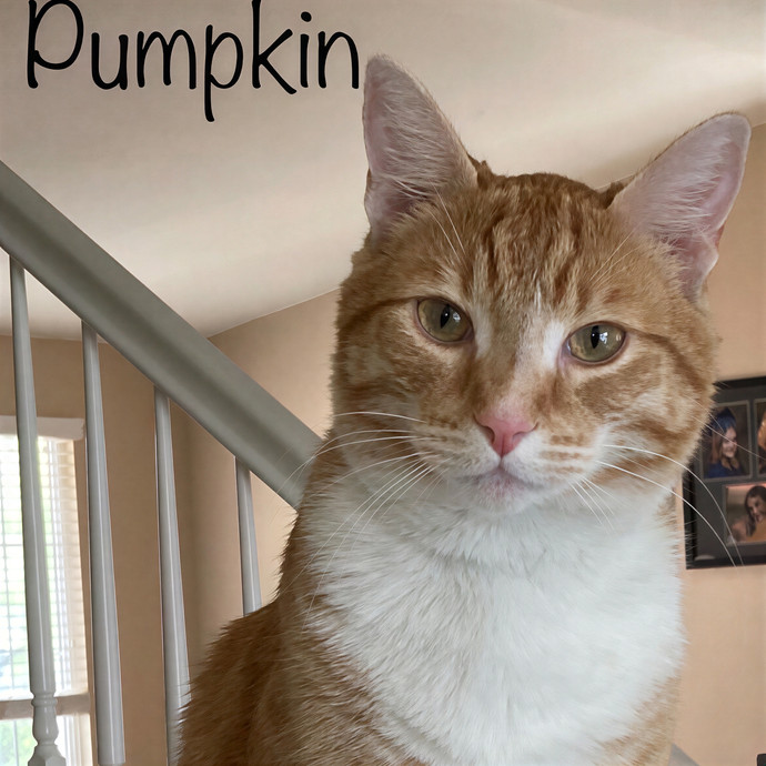 Jen's Cat Care-Lincoln Roseville  Rocklin