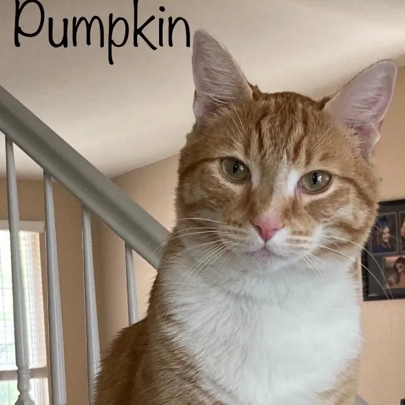 Jen's Cat Care-Lincoln Roseville  Rocklin