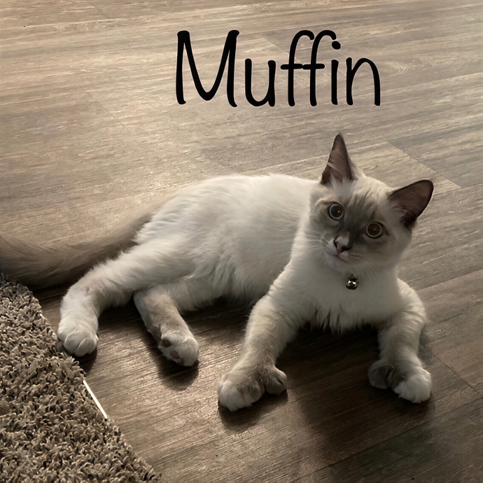 Jen's Cat Care-Lincoln Roseville  Rocklin