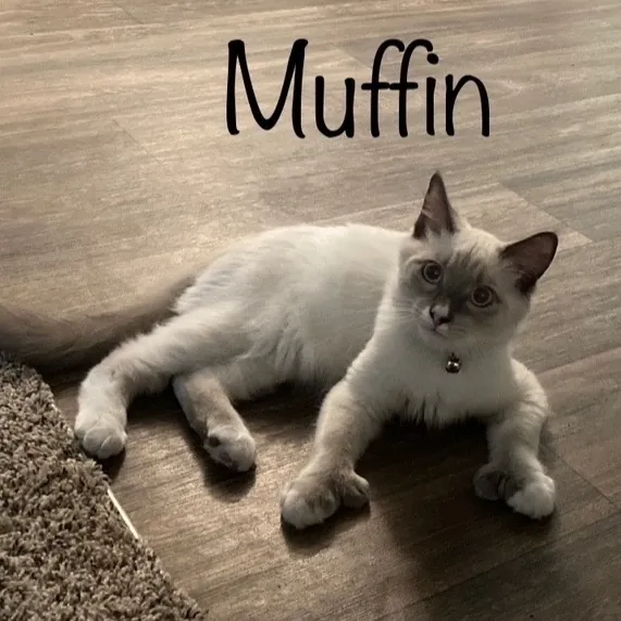 Jen's Cat Care-Lincoln Roseville  Rocklin