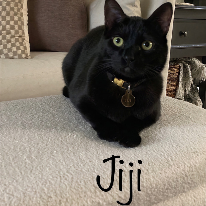 Jen's Cat Care-Lincoln Roseville  Rocklin