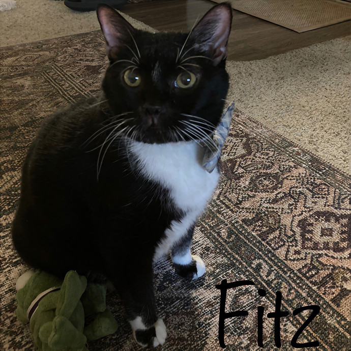 Jen's Cat Care-Lincoln Roseville  Rocklin