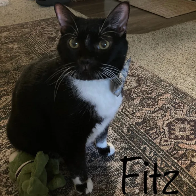 Jen's Cat Care-Lincoln Roseville  Rocklin