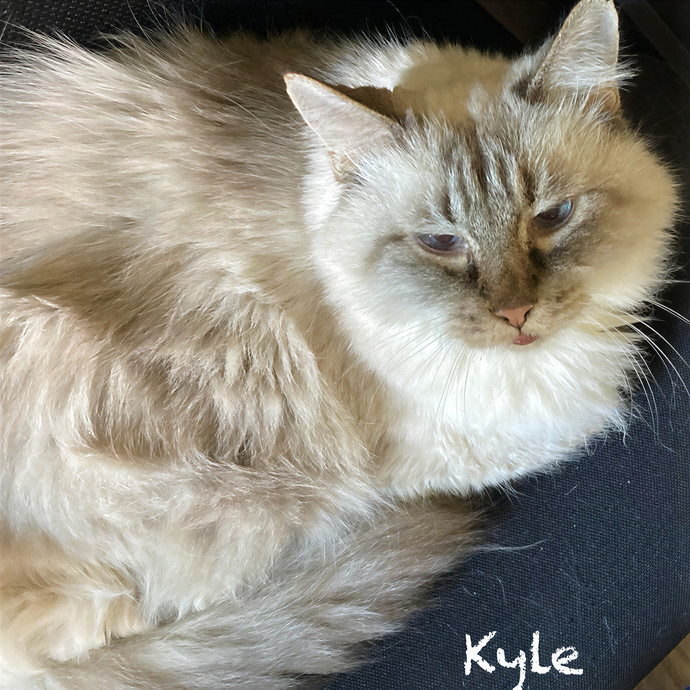 Jen's Cat Care-Lincoln Roseville  Rocklin