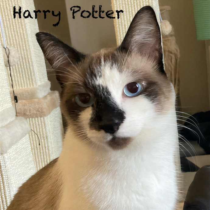 Jen's Cat Care-Lincoln Roseville  Rocklin
