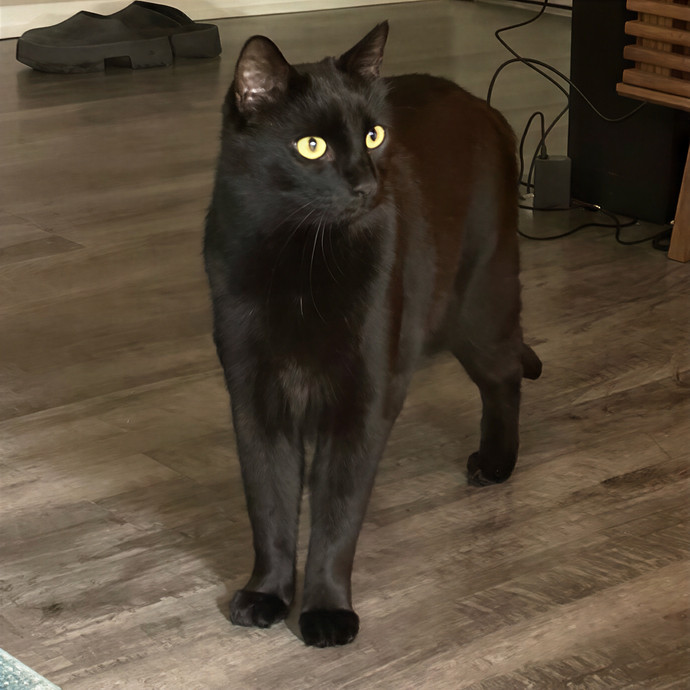 Jen's Cat Care-Lincoln Roseville  Rocklin