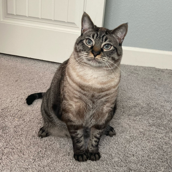Jen's Cat Care-Lincoln Roseville  Rocklin
