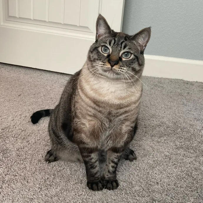 Jen's Cat Care-Lincoln Roseville  Rocklin