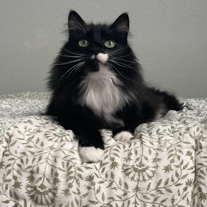Jen's Cat Care-Lincoln Roseville  Rocklin