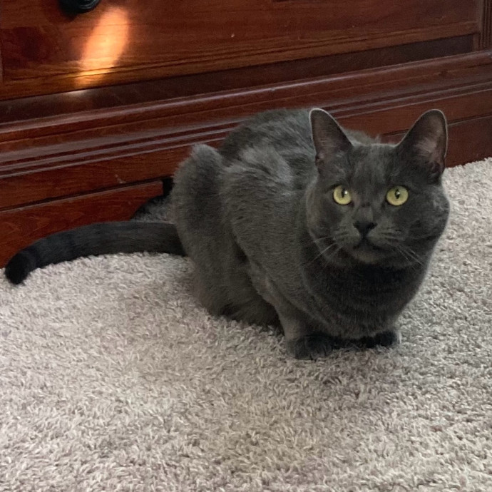 Jen's Cat Care-Lincoln Roseville  Rocklin