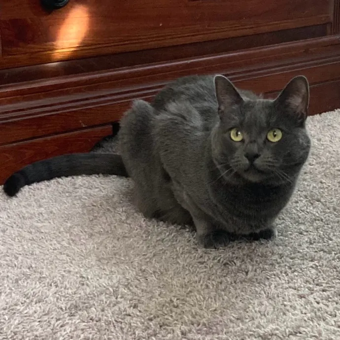 Jen's Cat Care-Lincoln Roseville  Rocklin