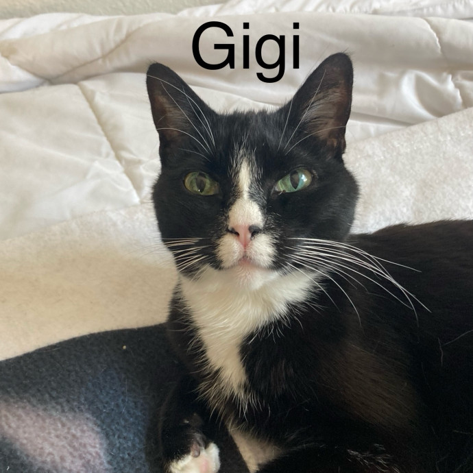 Jen's Cat Care-Lincoln Roseville  Rocklin