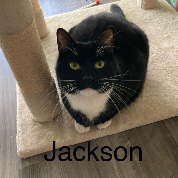 Jen's Cat Care-Lincoln Roseville  Rocklin