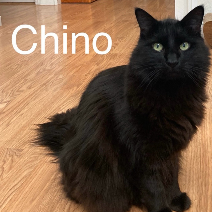 Jen's Cat Care-Lincoln Roseville  Rocklin