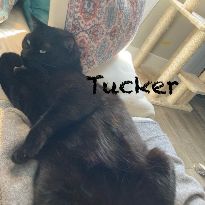 Jen's Cat Care-Lincoln Roseville  Rocklin